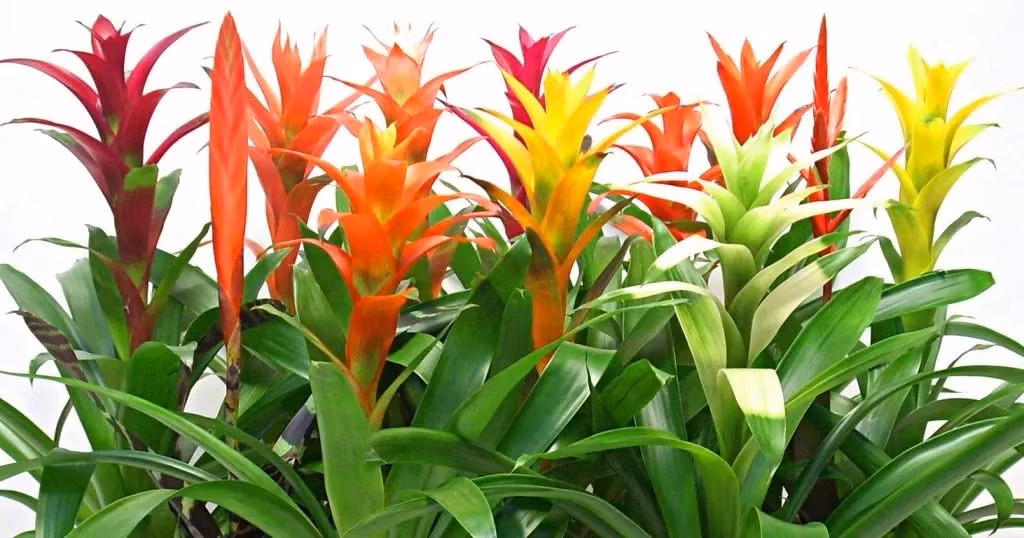 Với hình dạng lá xanh bao quanh bông hoa đỏ rực, dứa cảnh nến là biểu tượng của ngọn lửa ấm áp, của tình yêu, mang lại hạnh phúc. Ảnh: Greenworks Việt Nam