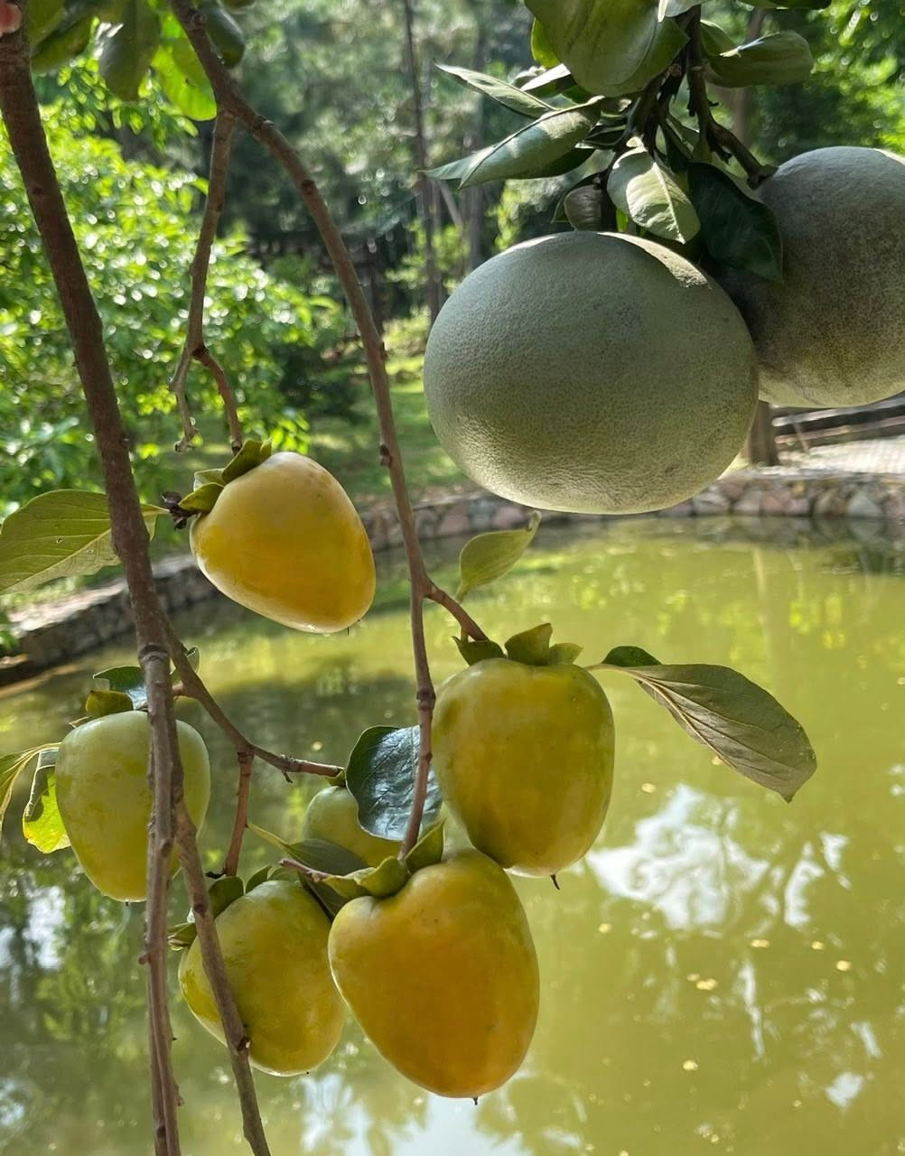 Nam ca sĩ từng khoe trái hồng, trái bưởi trĩu cành khi vào mùa. Ảnh: FBNV