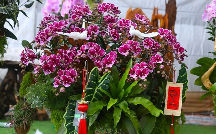 Lan trên lũa gỗ giá dao động từ khoảng 9 triệu đồng đến vài chục triệu đồng tuỳ kiểu dáng, kích cỡ. Ảnh: Baohatinh