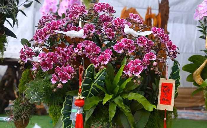 Lan trên lũa gỗ giá dao động từ khoảng 9 triệu đồng đến vài chục triệu đồng tuỳ kiểu dáng, kích cỡ. Ảnh: Baohatinh