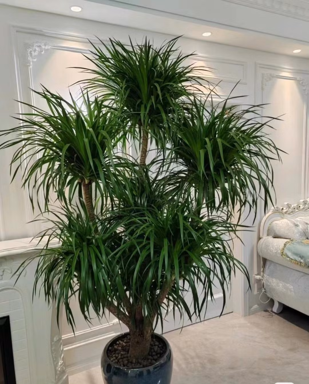 Trồng cây huyết rồng trong nhà giúp không gian thêm vượng khí, hỗ trợ công việc làm ăn hanh thông, tài lộc bền lâu theo thời gian. Ảnh: Internet