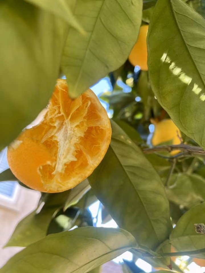 Trái cam bị chim ăn dở nhưng với nữ diễn viên, đó là dấu hiệu của "đất lành chim đậu". Ảnh: FB Diệu Hương