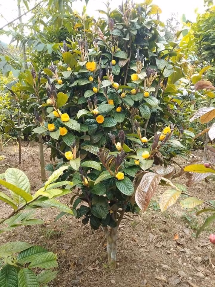 Ở Trung Quốc, cây trà hoa vàng được gọi là hoa ngưu niệu. Do điều kiện sinh trưởng khắc nghiệt và khai thác quá mức, cây trà hoa vàng tự nhiên ngày càng khan hiếm. Ảnh: Internet