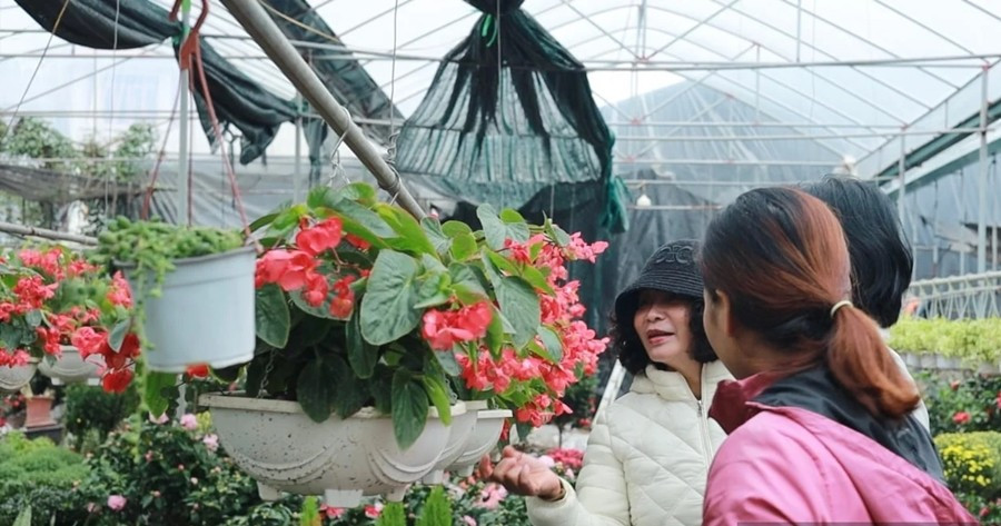 Nhiều nhà vườn cho biết hoa, cây cảnh bán khá nhanh, một số loại đã được đặt mua từ sớm. Ảnh: Dân Việt