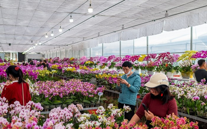 Các loại hoa chơi Tết quen thuộc như cúc mâm xôi, lan hồ điệp, hoa hồng... được người mua lựa chọn nhiều hơn cả. Ảnh: Vietnamnet