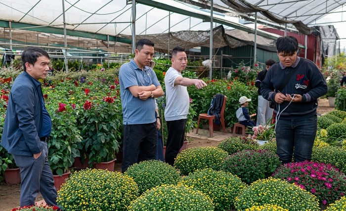 Những ngày cận Tết Nguyên đán Bính Ngọ 2026, làng hoa Xuân Quan (Hưng Yên) nhộn nhịp kẻ bán, người mua từ sáng sớm đến chiều muộn. Ảnh: Vietnamnet