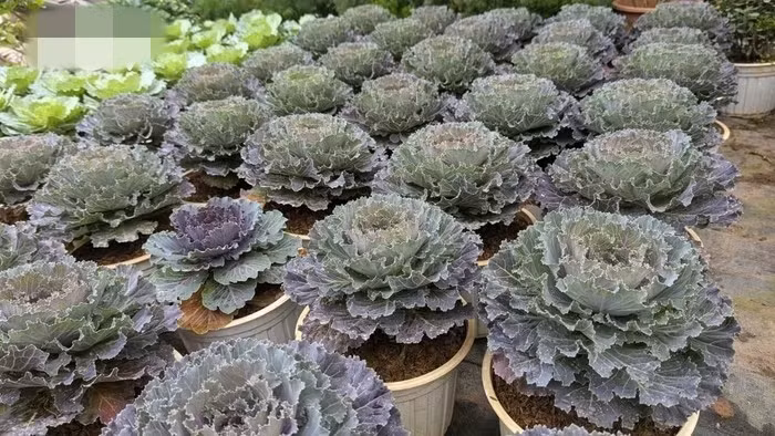 Năm nay, cây cảnh có mức giá trải rộng từ khoảng vài chục nghìn cho tới vài triệu đồng/cây. Ảnh: VOV