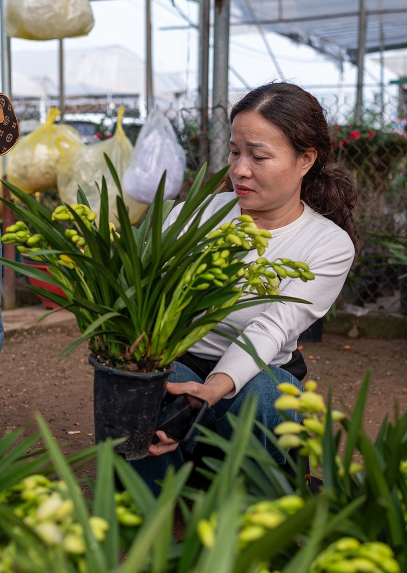 Hoa lan Bạch Ngọc Thiên Hương nhập khẩu từ Côn Minh (Trung Quốc), giá từ 450.000-480.000 đồng/chậu, đang thu hút nhiều khách mua. Ảnh: Vietnamnet