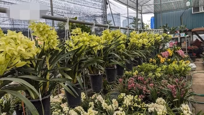 Không ít giống hoa độc đáo, được tạo dáng và chăm sóc công phu, đáp ứng nhu cầu ngày càng cao của người tiêu dùng. Ảnh: VOV