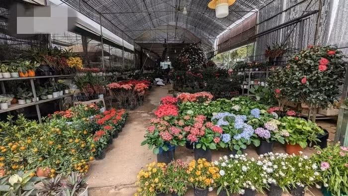 Làng hoa Xuân Quan đa dạng các loại hoa, nổi bật là các giống hoa hồng ngoại, pansy, hoa đèn lồng, thược dược, ly, đào...Ảnh: VOV