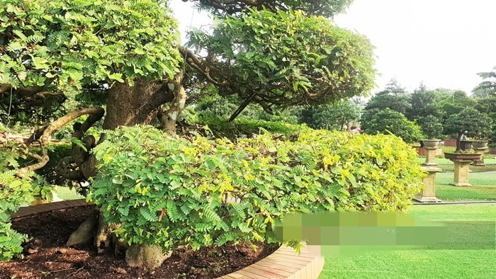 Theo ông Lộc, cặp me này không lớn thân nhưng được tạo dáng, chơi kiểng rất lâu. Hơn nữa, điểm quý giá ở đây là được một cặp, rất khó tìm. Ảnh: Dân Việt