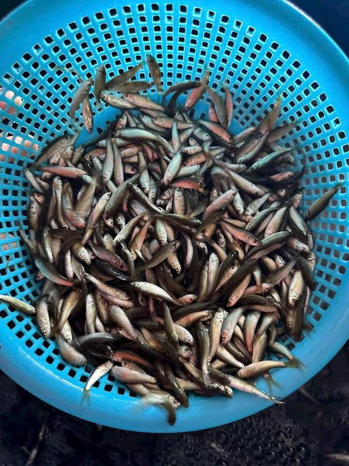 Cá linh thường xuất hiện mỗi năm một lần vào mùa nước lũ, từ tháng 7 đến tháng 11. Ảnh: Facebook