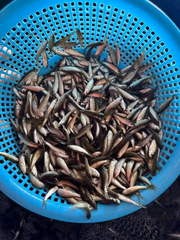 Cá linh thường xuất hiện mỗi năm một lần vào mùa nước lũ, từ tháng 7 đến tháng 11. Ảnh: Facebook