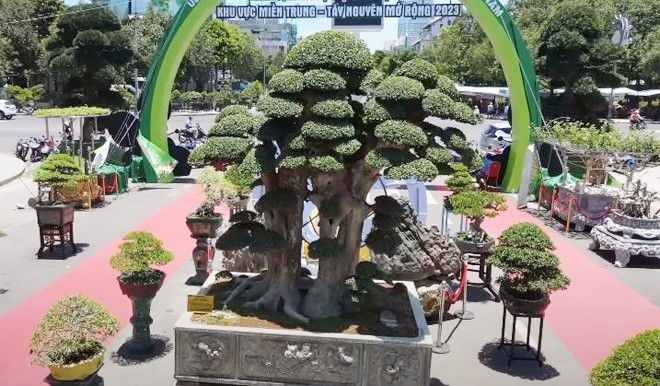 Cây được đánh giá đẹp tổng thể, từ bệ, thân, tay cành... Ảnh chụp màn hình