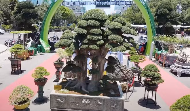 Cây được đánh giá đẹp tổng thể, từ bệ, thân, tay cành... Ảnh chụp màn hình