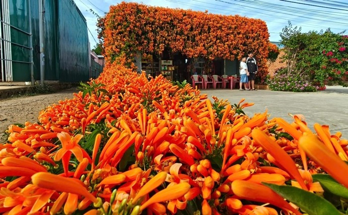 Từ một gốc cây nhỏ, qua bao năm tháng chăm sóc, cây đã phân thành nhiều nhánh, quấn chặt vào nhau rồi leo kín mái nhà. Ảnh: Znews