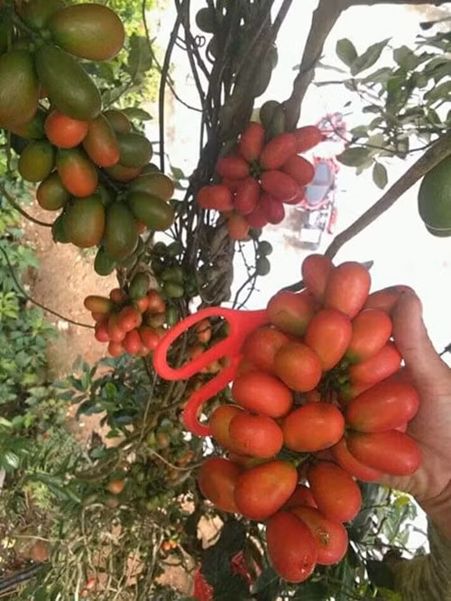 Cây máu vốn mọc hoang dại ở khắp các khu rừng thuộc địa bàn tỉnh Quảng Ninh, Điện Biên, Sơn La, Lào Cai... Ảnh: Dân Việt