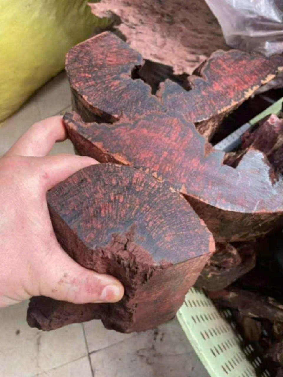 Tuỳ theo màu sắc, gỗ mán đĩa có giá dao động từ 1 triệu đến 3 triệu đồng/kg. Ảnh: Vietnamnet