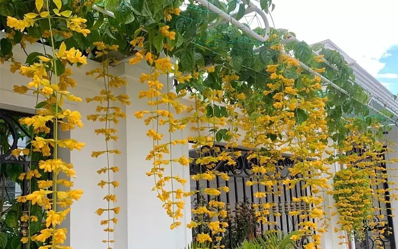 Lan hoàng dương (còn gọi là hoa chuông vàng) nổi bật với sắc vàng tươi, tượng trưng cho tài lộc và thịnh vượng trong năm mới. Ảnh: VNfarm