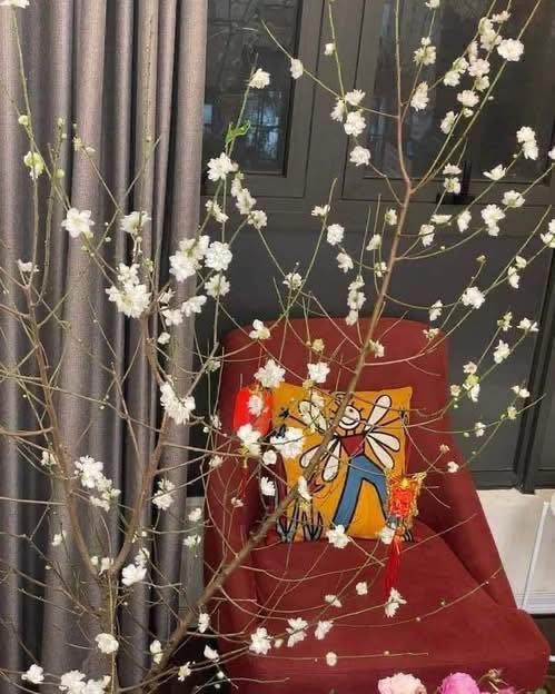 Theo các tiểu thương, bạch đào không sinh trưởng mạnh mẽ như đào thường nên được trồng ít hơn. Do quý hiếm, khó trồng nên ngày xưa bạch đào được dùng để tiến vua hoặc chỉ các bậc vương giả, quan lại mới có thể chơi. Ảnh: FB Hoa hồng ngoại