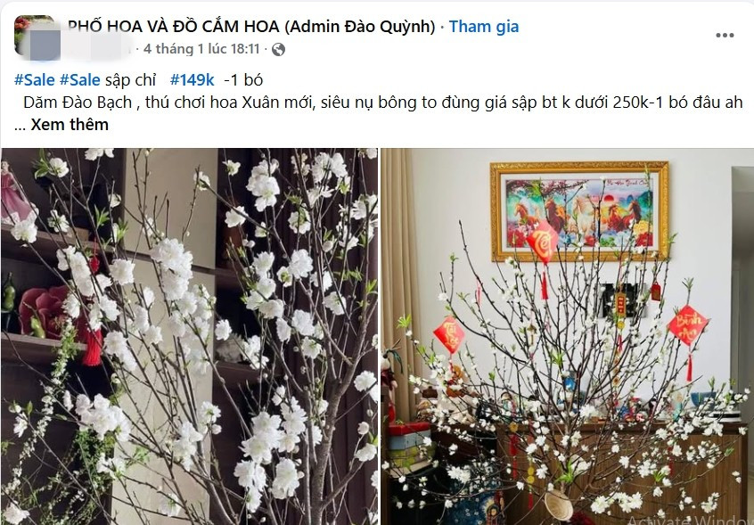 Còn khoảng một tháng nữa là đến Tết Nguyên đán Bính Ngọ 2026, những ngày này, trên chợ mạng xuất hiện một số bài rao bán đào bạch thu hút sự quan tâm của người tiêu dùng. Ảnh chụp màn hình