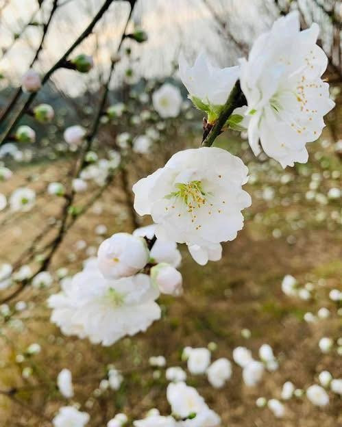 Mỗi hoa đào bạch có 25-30 cánh, xếp 5-6 tầng, nhụy màu vàng thanh tao, chen giữa những búp lá xanh biếc tạo nên nét đẹp độc đáo. Ảnh: FB Hoa hồng ngoại