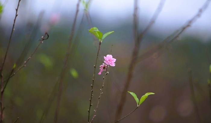 Đào phai Xuân Du có sắc hồng nhạt dịu dàng, nụ to, cánh dày, hoa bền màu. Ảnh: Người lao động