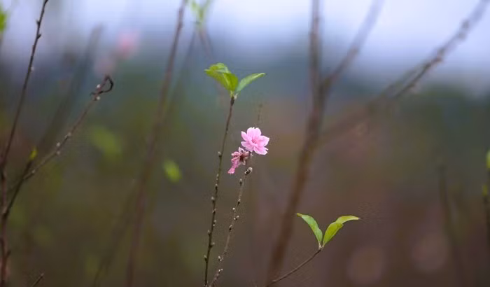 Đào phai Xuân Du có sắc hồng nhạt dịu dàng, nụ to, cánh dày, hoa bền màu. Ảnh: Người lao động