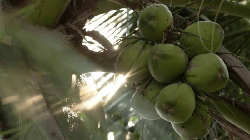 Thái Lan hiện sản xuất 2 triệu quả dừa mỗi ngày, tình trạng dư thừa này đẩy giá dừa xuống thấp hơn nữa. Ảnh: Thai PBS World
