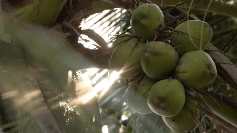 Thái Lan hiện sản xuất 2 triệu quả dừa mỗi ngày, tình trạng dư thừa này đẩy giá dừa xuống thấp hơn nữa. Ảnh: Thai PBS World