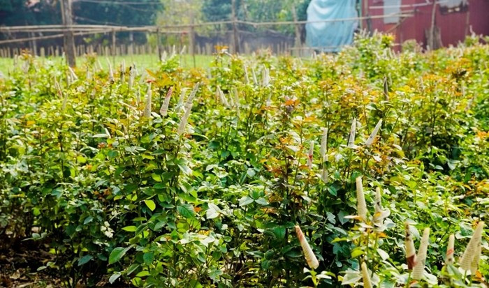 Hoa hồng cũng được trồng nhiều, bọc giấy báo để hoa đạt chất lượng và không nở sớm. Ảnh: Công luận