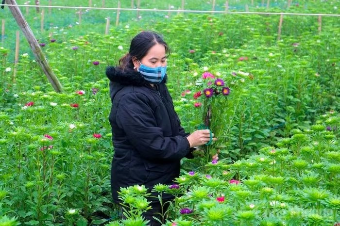 Tháng 12 âm lịch là thời điểm làng hoa Tây Tựu đang bước vào giai đoạn bận rộn nhất trong năm. Ảnh: Báo Công Thương