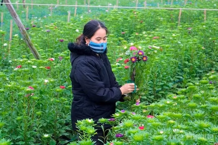 Tháng 12 âm lịch là thời điểm làng hoa Tây Tựu đang bước vào giai đoạn bận rộn nhất trong năm. Ảnh: Báo Công Thương