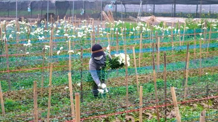 Những năm gần đây, do ảnh hưởng của bão lũ, người dân chủ yếu chuyển sang trồng hoa cúc do dễ chăm sóc, thu hoạch nhanh. Ảnh: Báo Công Thương