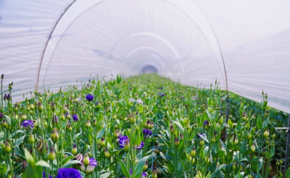 Nhiều luống hoa được phủ bạt che cẩn thận. Ảnh: Công luận