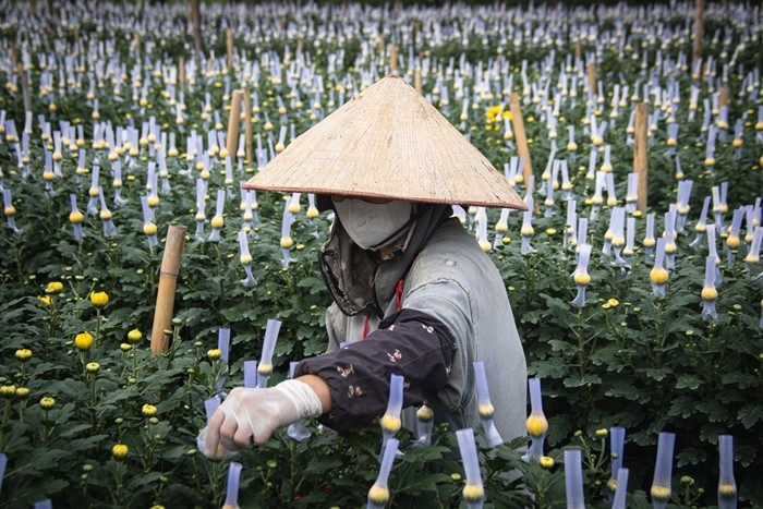 Những ngày gần Tết Nguyên đán Bính Ngọ 2026, làng hoa Tây Tựu (Hà Nội) không khí tất bật, hối hả bao trùm. Ảnh: Tiền phong