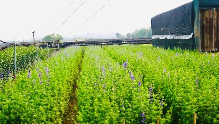 Luống hoa violet ấn tượng với màu tím mộng mơ. Ảnh: Công luận