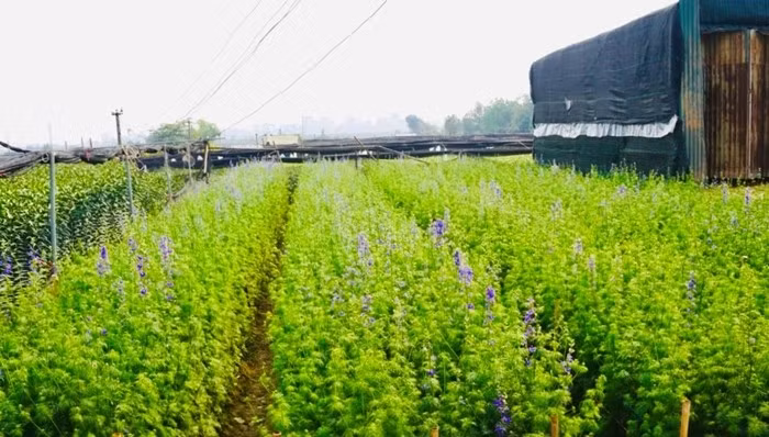 Luống hoa violet ấn tượng với màu tím mộng mơ. Ảnh: Công luận