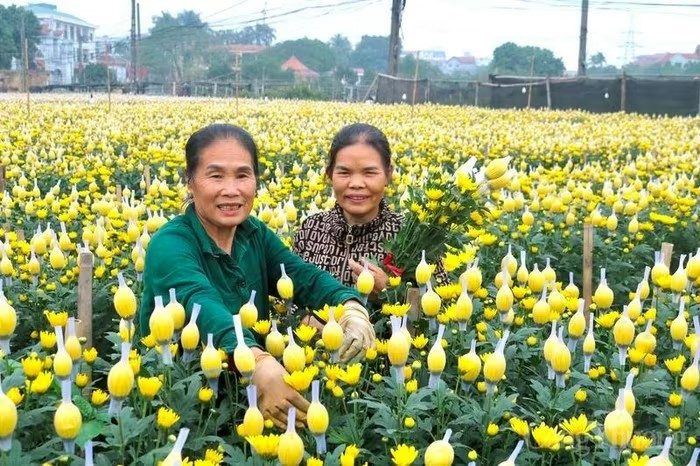 Giá hoa cúc hiện dao động từ 5.000-6.000 đồng/bông. Ảnh: Báo Công Thương