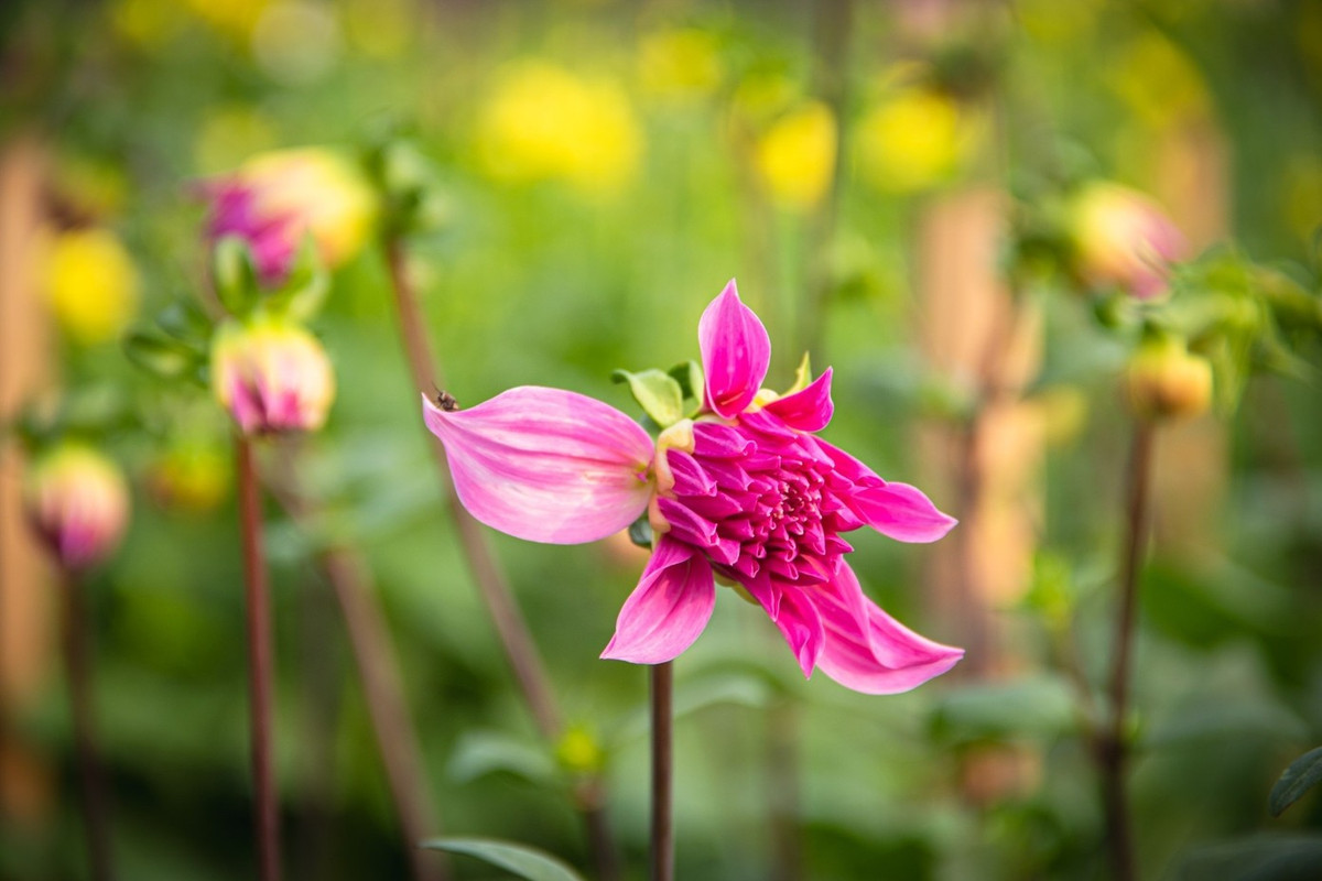 Sắc hoa rực rỡ chuẩn bị vào vụ thu hoạch lớn nhất năm. Ảnh: Tiền phong