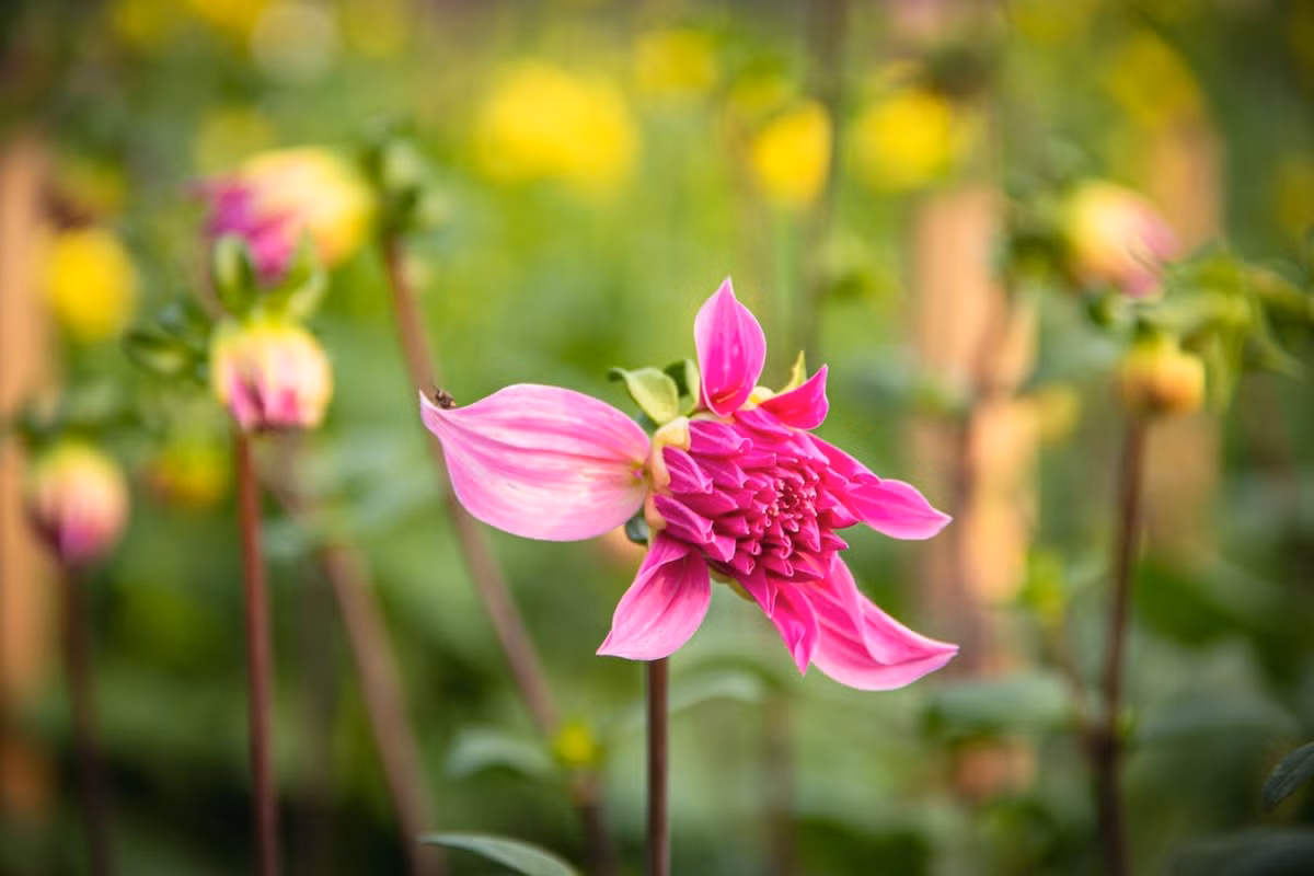 Sắc hoa rực rỡ chuẩn bị vào vụ thu hoạch lớn nhất năm. Ảnh: Tiền phong