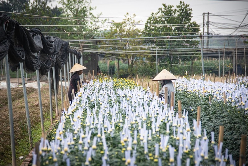 Các nhà vườn bọc báo để cánh hoa cúc nở dài, đẹp và ép nở đúng ngày. Ảnh: Báo Công Thương