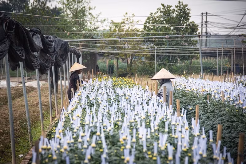 Các nhà vườn bọc báo để cánh hoa cúc nở dài, đẹp và ép nở đúng ngày. Ảnh: Báo Công Thương
