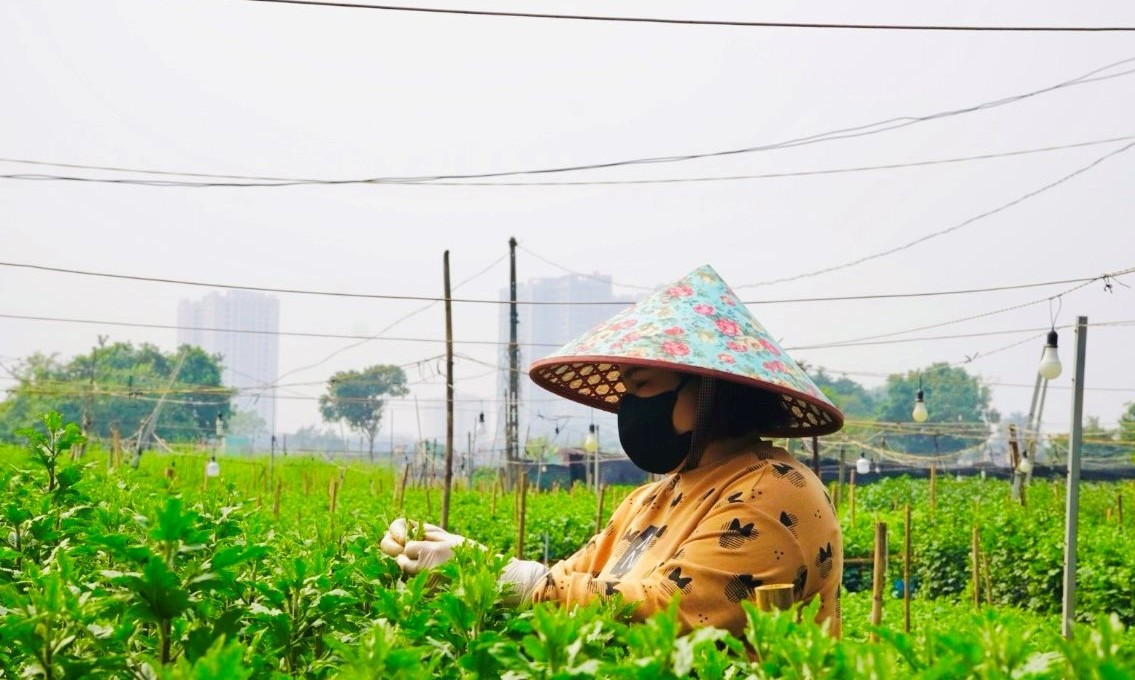 Người trồng phải theo dõi sát sao thời tiết, điều chỉnh nước tưới, ánh sáng và nhiệt độ để hoa phát triển đều và nở đúng dịp Tết. Ảnh: Công Luận