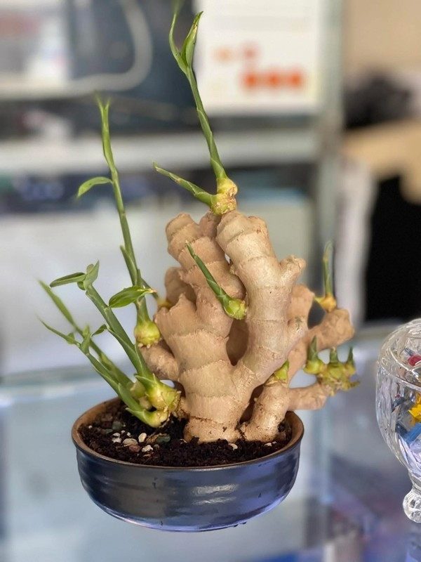 View - 4 loại hoa trồng dễ hơn gừng bonsai | Báo Tri thức và Cuộc sống - TIN TỨC PHỔ BIẾN KIẾN THỨC 24H