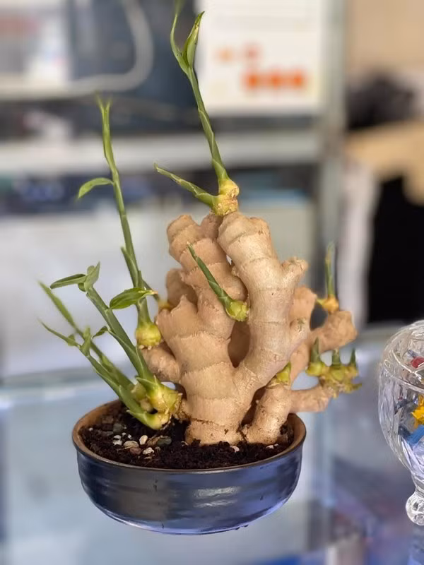 Thời gian gần đây, mạng xã hội rộ trào lưu trồng gừng bonsai trong nhà giúp xua đuổi năng lượng xấu, mang lại may mắn và tài lộc cho gia chủ. Ảnh: Dân Việt