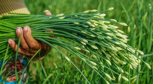 Hẹ cắt về sẽ qua khâu sơ chế, bỏ hết lá vàng, lá hư rồi được bó lại thành từng bó nửa kg, bán cho thương lái. Ảnh; Dân Việt