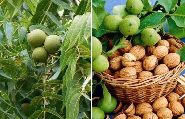 Nhưng hiện nay, óc chó rừng được ưa chuộng. Tại Sa Pa, mùa óc chó bắt đầu từ tháng 7 đến tháng 10 hàng năm. Lúc này, bà con vào rừng hái quả đem bán cho thương lái. Ảnh: Internet