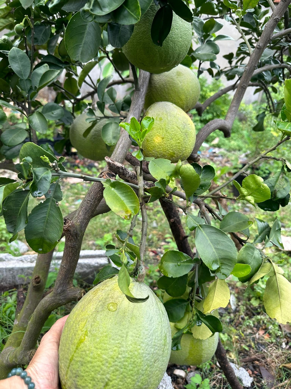 Cây bưởi cũng cho nhiều trái to, trông thích mắt. Ảnh: FB Hoàng Thị Mỹ Lệ