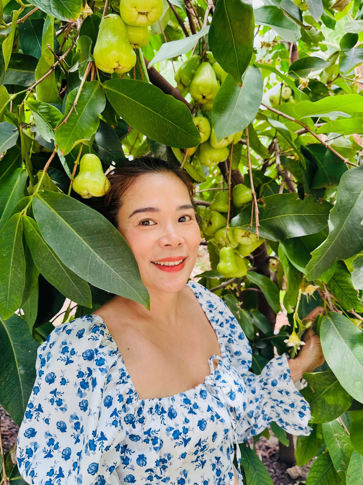 Cây mận (roi) sai như muốn gãy cành. Ảnh: FB Hoàng Thị Mỹ Lệ my-le5.jpg